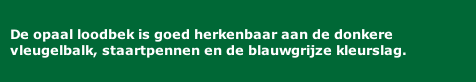 De opaal loodbek is goed herkenbaar aan de donkere vleugelbalk, staartpennen en de blauwgrijze kleurslag.