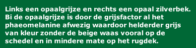 Links een opaalgrijze en rechts een opaal zilverbek. Bi de opaalgrijze is door de grijsfactor al het phaeomelanine afwezig waardoor helderder grijs van kleur zonder de beige waas vooral op de schedel en in mindere mate op het rugdek.