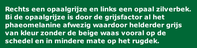 Rechts een opaalgrijze en links een opaal zilverbek. Bi de opaalgrijze is door de grijsfactor al het phaeomelanine afwezig waardoor helderder grijs van kleur zonder de beige waas vooral op de schedel en in mindere mate op het rugdek.